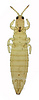 red grass thrips