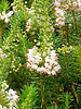 Cornish heath, Erica vagans