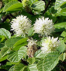 Fothergilla major