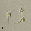 Amoeboid cells of Lotharella amoeboformis