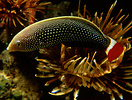 Red-tailed Wrasse