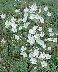 Saxifraga cochlearis