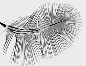 Hind wing of Ptenidium